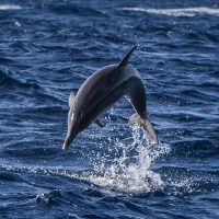 Dolphin & Whale Watching