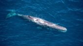 Wings over Whales flight