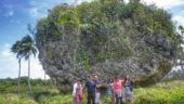 Good overview of Tonga
