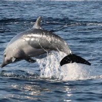 Boat Tours