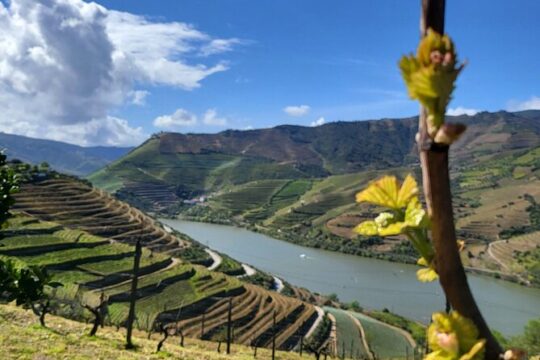 Valentine's Day in Peso Da Regua