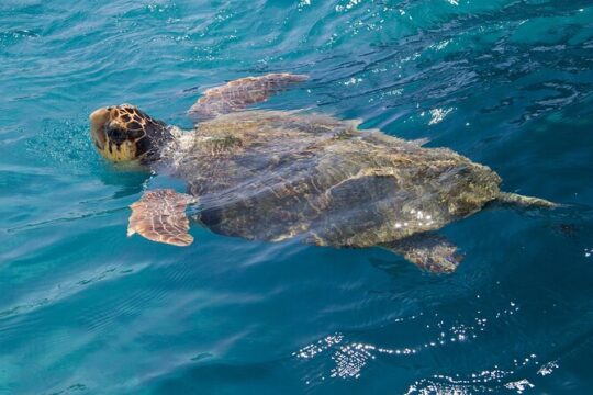 New Year’s Day long weekend in Laganas