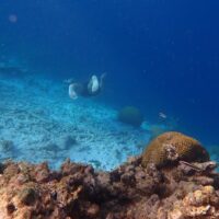 Snorkeling