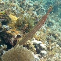 Snorkeling
