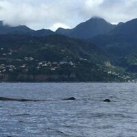 Cruises, Sailing & Water Tours