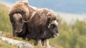 Muskox safari