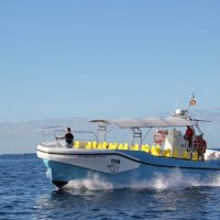 Dolphin & Whale Watching