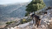 Crete from a local perspective