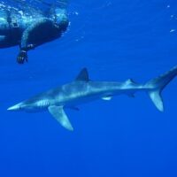 Shark Diving