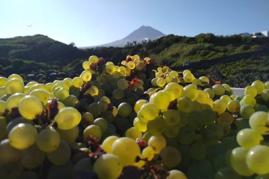 Valentine's Day in Pico