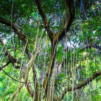 Eco Tours
