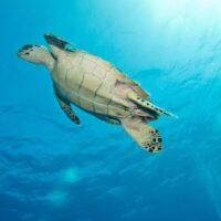 Snorkeling