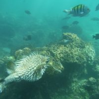 Cruises, Sailing & Water Tours