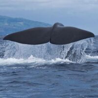 Dolphin & Whale Watching