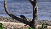 EVERY Visitor to Tonga MUST Do This!