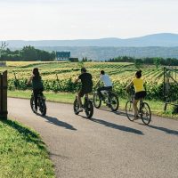 Bike Rentals