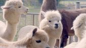 Alpacas and llamas are so...