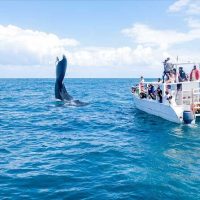 Full-day Tours