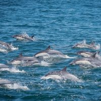 Cruises, Sailing & Water Tours