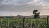 Wine Tasting in Sicily!