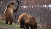 Great day out seeing wildlife in Yellowstone