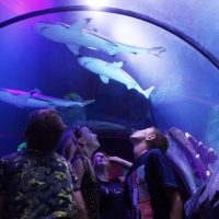 Sightseeing Tickets & Passes