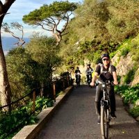 Bike Rentals