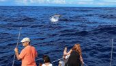 Incredible whale watching