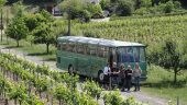 Culinary and informative sightseeing with an extremely pleasant and friendly winemaker