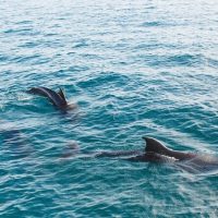 Coffee & Tea Tours