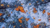 A Dream Fulfilled