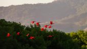 Hummingbird sanctuary
