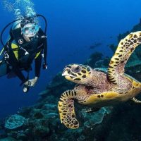 Scuba Diving
