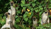 Rainforest Tour