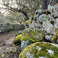 Walking Tours