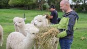 Alpacas