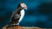 Puffins and Stuff.
