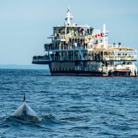 Cruises, Sailing & Water Tours