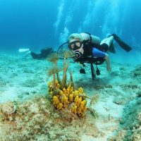 Scuba Diving