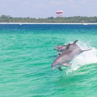 Cruises, Sailing & Water Tours