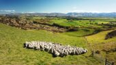 Fantastic Merino Farm Experience