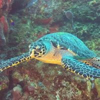 Snorkeling