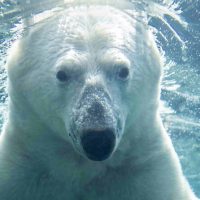 Zoo Tickets & Passes