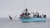 Personal experience of whale/sea lion/otter watching on the Central Coast
