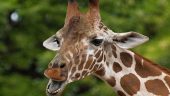 Safari review