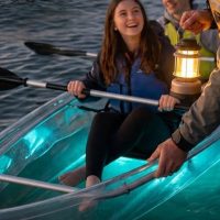 Dolphin & Whale Watching