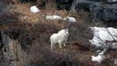 Amazing Private Tour from Skagway Through the Yukon to Emerald Lake